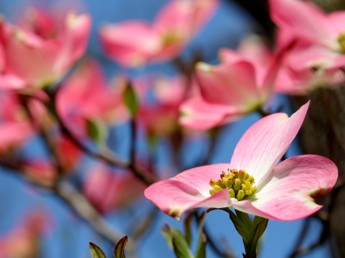 四季の花暦 長瀞旅館 花のおもてなし 長生館