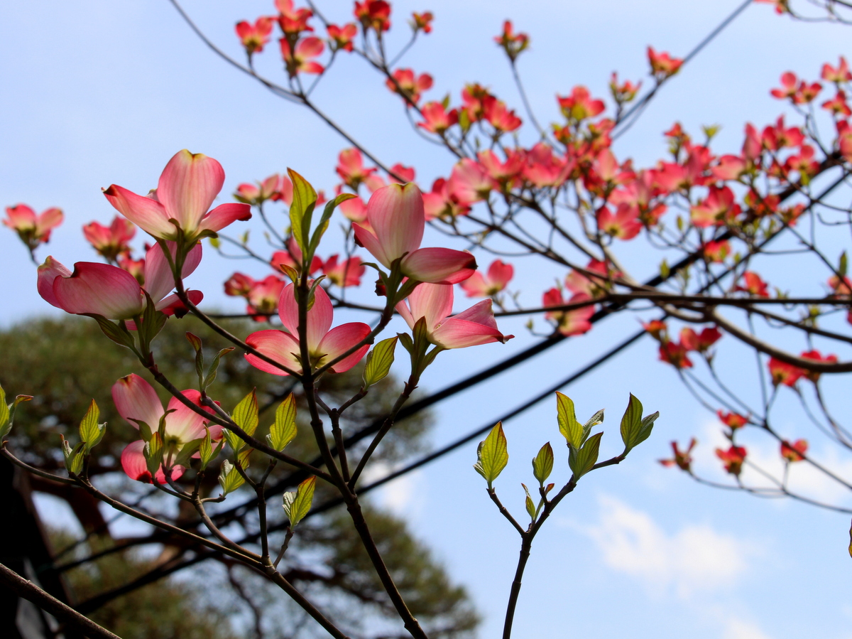 四季の花暦 長瀞旅館 花のおもてなし 長生館